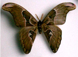 Attacus atlas [aberration] 128 (Internet Image property of respective owner, non-commercial use only)